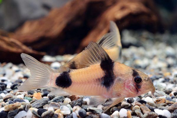 Corydoras weitzmani