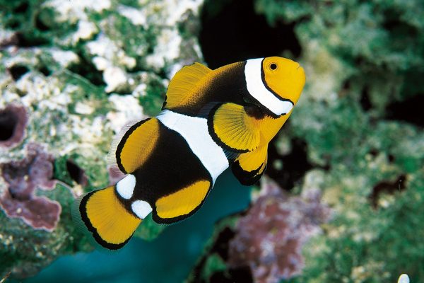 Amphiprion ocellaris