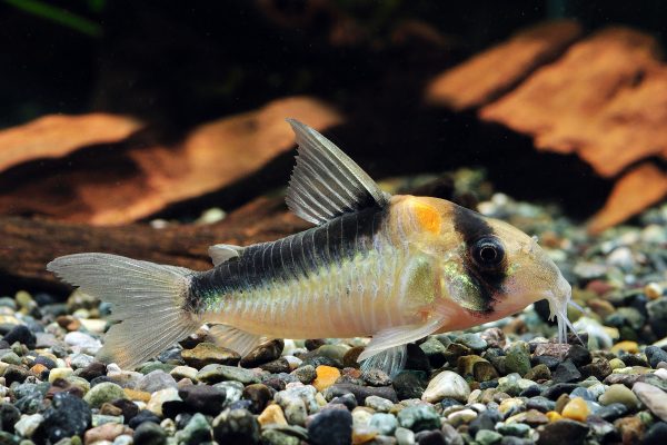 Corydoras duplicareus